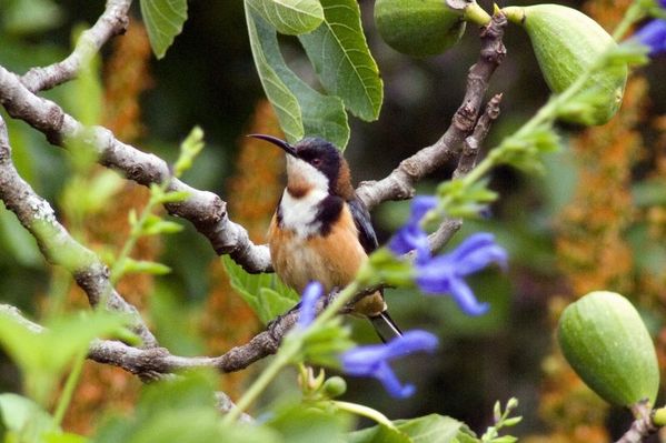 Eastern Spinebill | Acanthorhynchus tenuirostris photo