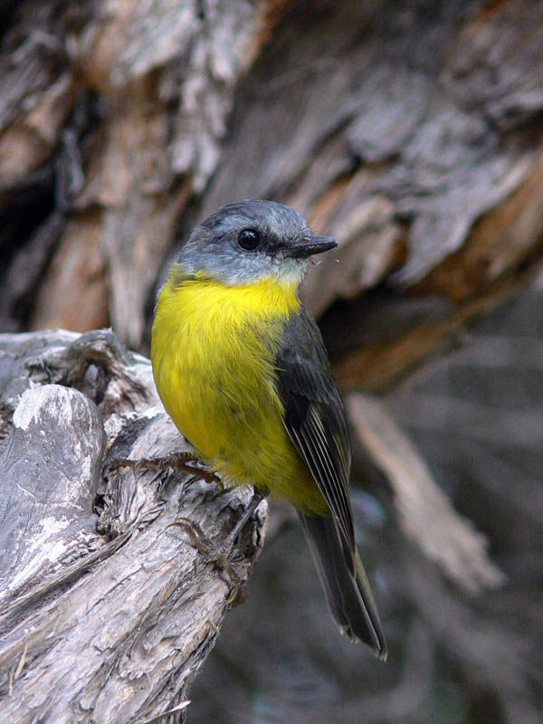 Eastern Yellow Robin | Eopsaltria australis photo