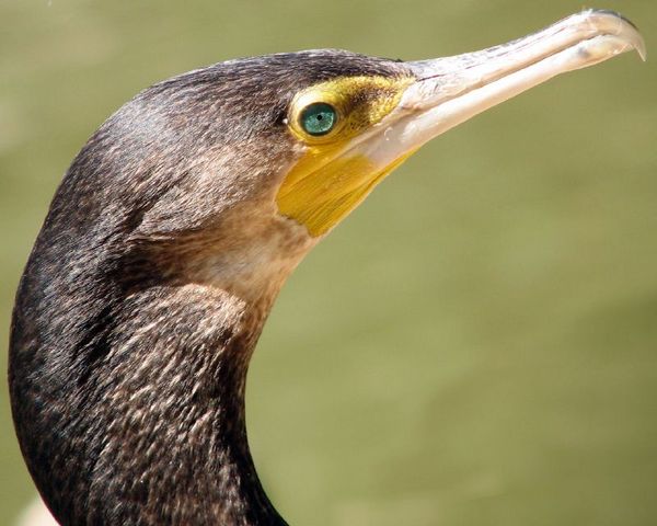Great Cormorant | Phalacrocorax carbo photo