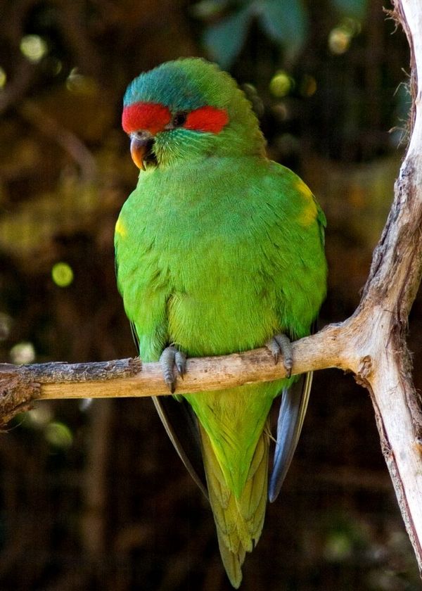 Musk Lorikeet | Glossopsitta concinna photo