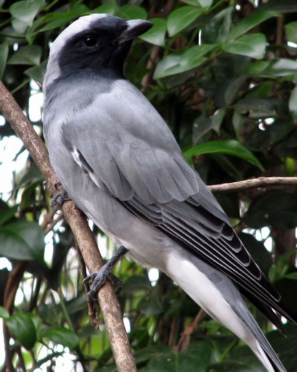 Black-faced Cuckoo-shrike | Coracina novaehollandiae photo