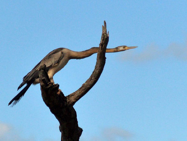 Darter | Anhinga melanogaster photo