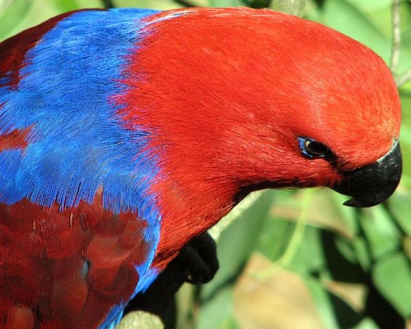 Eclectus Parrot | Eclectus roratus photo
