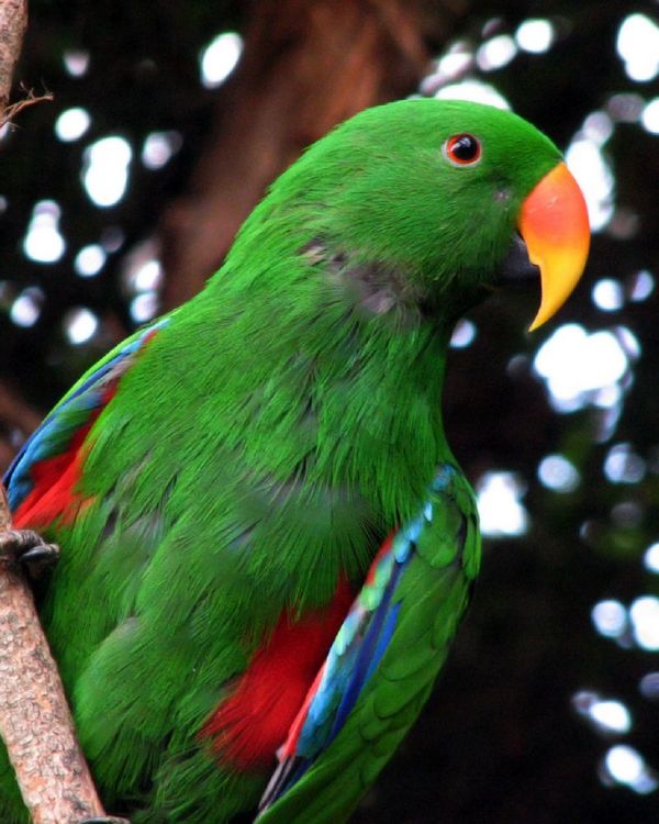 Eclectus Parrot | Eclectus roratus photo