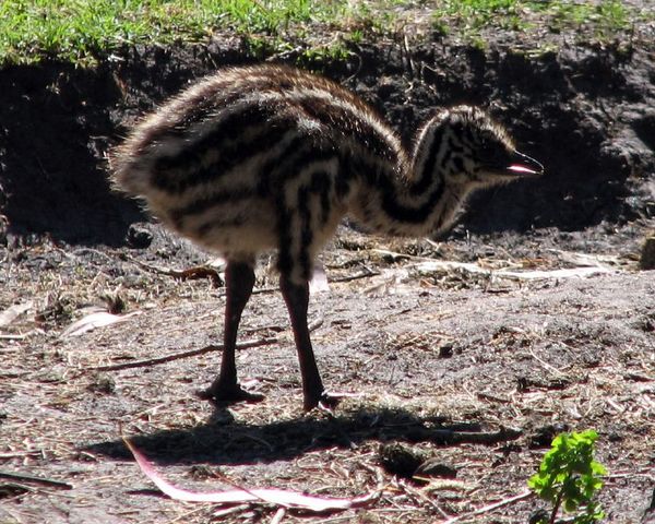 Emu | Dromaius novaehollandiae photo