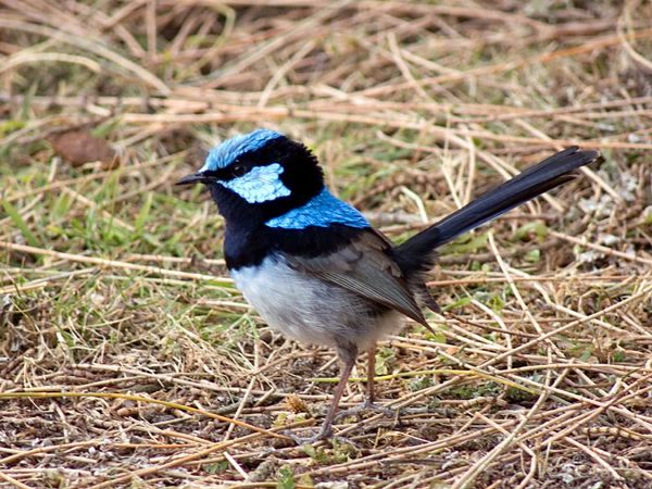 Superb Fairy-wren | Malurus cyaneus photo