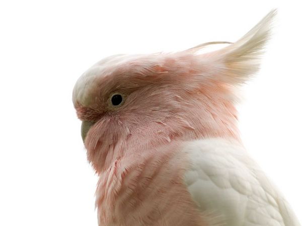 Major Mitchell's Cockatoo | Cacatua leadbeateri photo