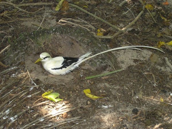 White-tailed Tropicbird | Phaethon lepturus photo