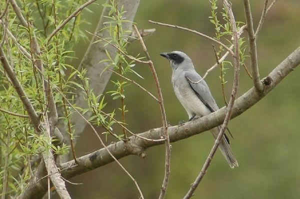 Black-faced Cuckoo-shrike | Coracina novaehollandiae photo