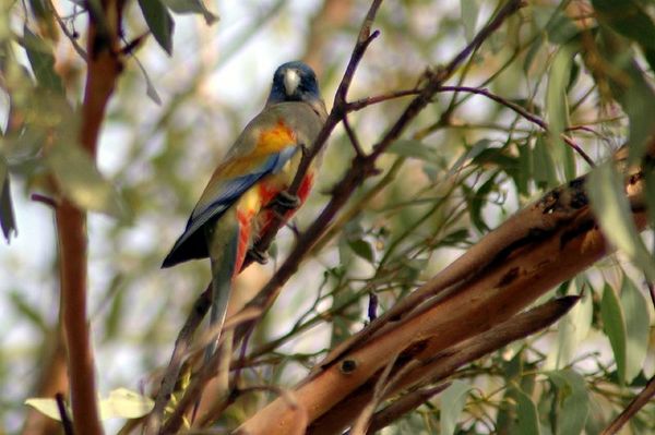 Blue Bonnet | Northiella haematogaster photo