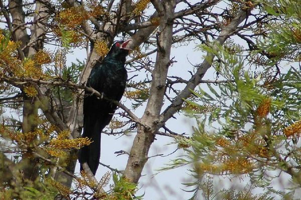Koel | Eudynamys scolopacea photo