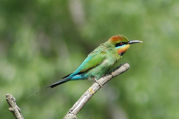 Rainbow Bee-eater | Merops ornatus photo