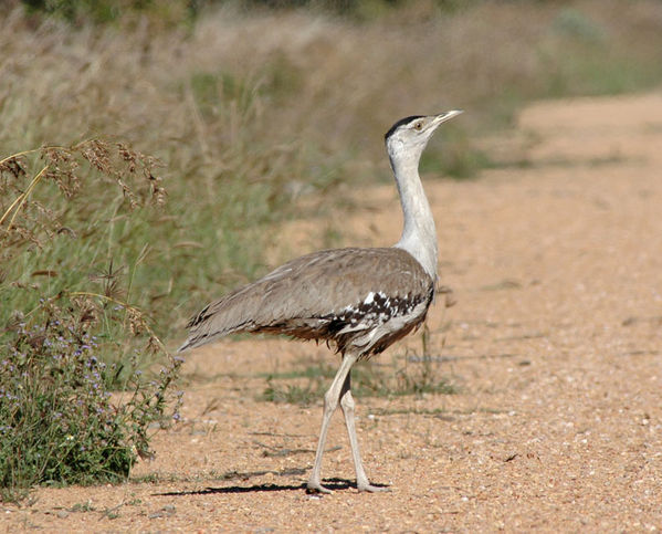 bustard bird