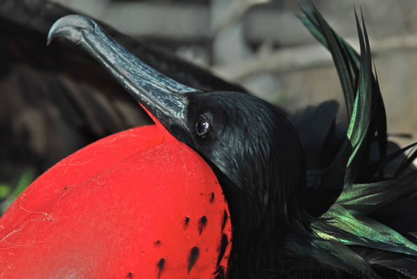 Greater Frigatebird | Fregata minor photo