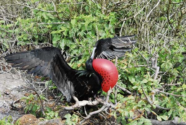 Greater Frigatebird | Fregata minor photo