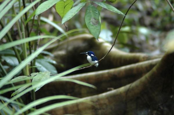 Little Kingfisher | Alcedo pusilla photo
