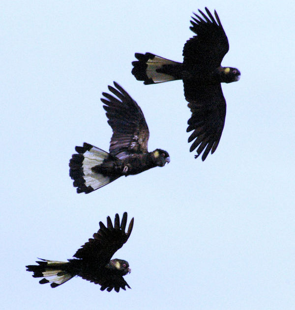 Yellow-tailed Black Cockatoo | Calyptorhynchus funereus photo
