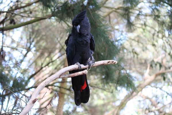 Red-tailed Black Cockatoo | Calyptorhynchus banksii photo