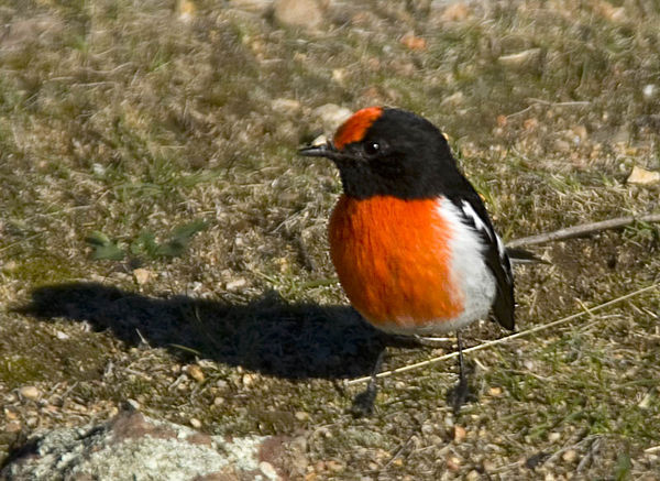 Red-capped Robin | Petroica goodenovii photo