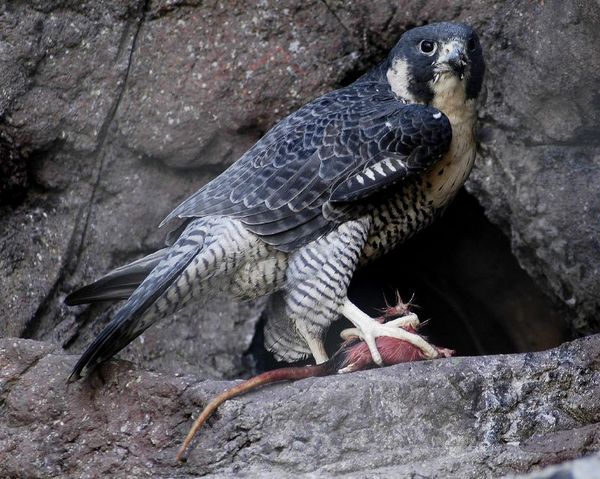 Peregrine Falcon | Falco peregrinus photo