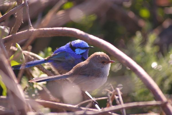 Splendid Fairy-wren | Malurus splendens photo