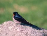 Welcome Swallow