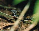 Southern Logrunner