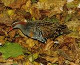 Banded Rail