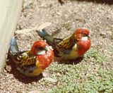 Eastern Rosella