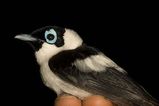 Frilled Monarch