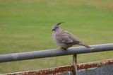 Crested Pigeon