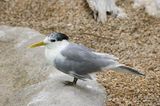 Crested Tern