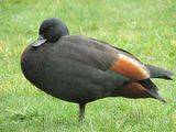 Paradise Shelduck