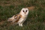 Barn Owl