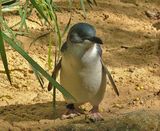 Fairy Penguin