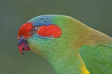 Musk Lorikeet