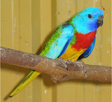Scarlet-chested Parrot