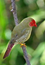 Star Finch