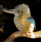 Blue-winged Kookaburra