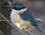 Sacred Kingfisher