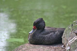 Freckled Duck