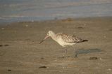 Bar-tailed Godwit