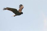 Black Kite
