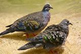 Common Bronzewing