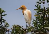 Cattle Egret