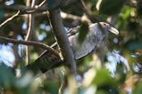 Channel-billed Cuckoo