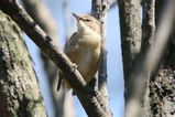 Clamorous Reed Warbler