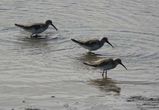 Curlew Sandpiper
