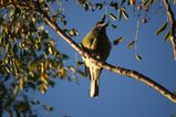 Figbird
