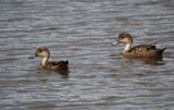 Grey Teal
